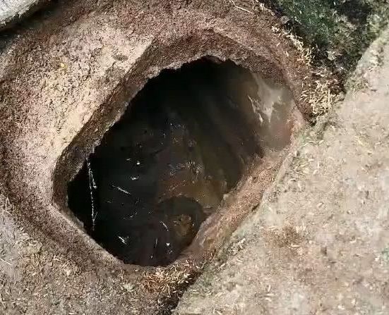地窖成鱼窝！密封的地窖，传来声响，发现一群大鱼盘踞！