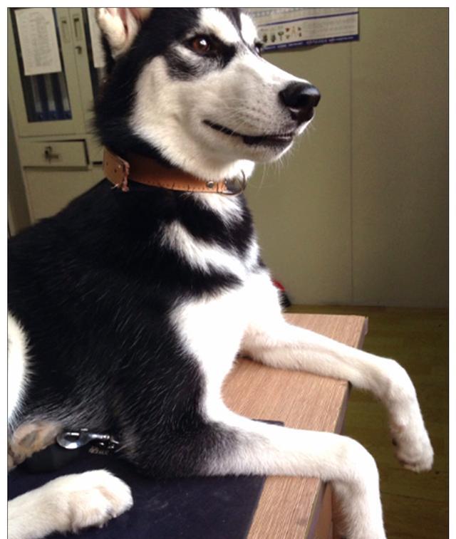 被邻居投诉饲养大型犬，男子与二哈分开时，场面令人忍不住流泪
