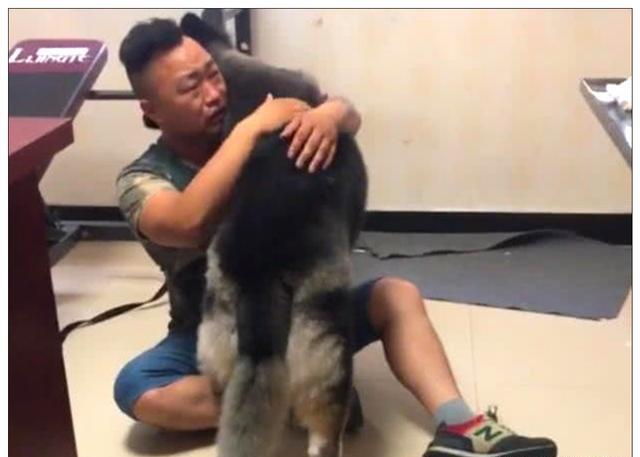 被邻居投诉饲养大型犬，男子与二哈分开时，场面令人忍不住流泪