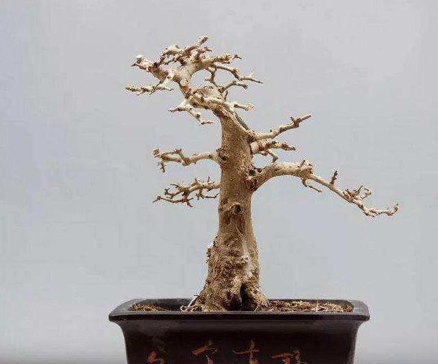 对节白蜡盆景养护做好这几点,枝繁叶绿