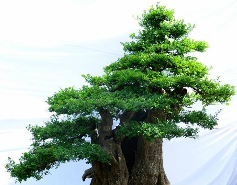 对节白蜡盆景养护做好这几点,枝繁叶绿