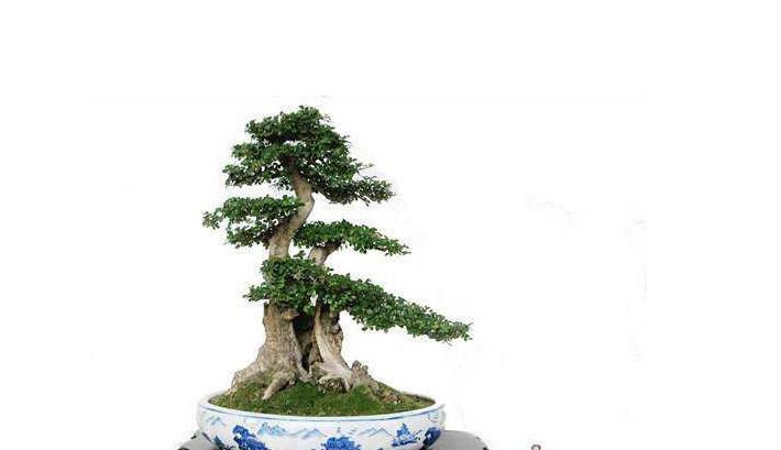 对节白蜡盆景养护做好这几点,枝繁叶绿