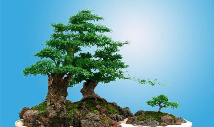 对节白蜡盆景养护做好这几点,枝繁叶绿