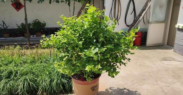 茉莉花养护“小技巧”,做好枝繁叶茂,四季开花不断,香味十足