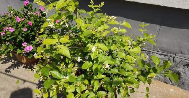 茉莉花养护“小技巧”,做好枝繁叶茂,四季开花不断,香味十足