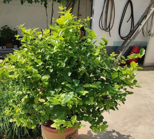 茉莉花养护“小技巧”,做好枝繁叶茂,四季开花不断,香味十足