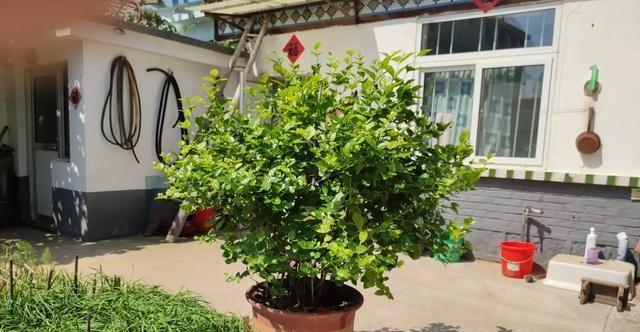 茉莉花养护“小技巧”,做好枝繁叶茂,四季开花不断,香味十足