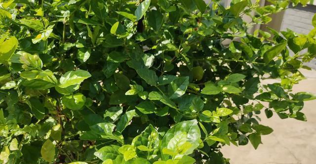 茉莉花养护“小技巧”,做好枝繁叶茂,四季开花不断,香味十足