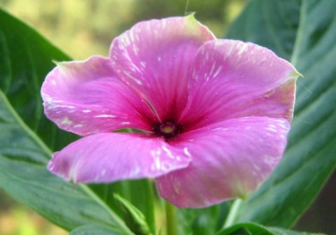 秋季扦插这些小花，沾土即活，花开如玫瑰，堪称花界“开花机器”