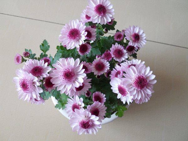 秋季扦插这些小花，沾土即活，花开如玫瑰，堪称花界“开花机器”