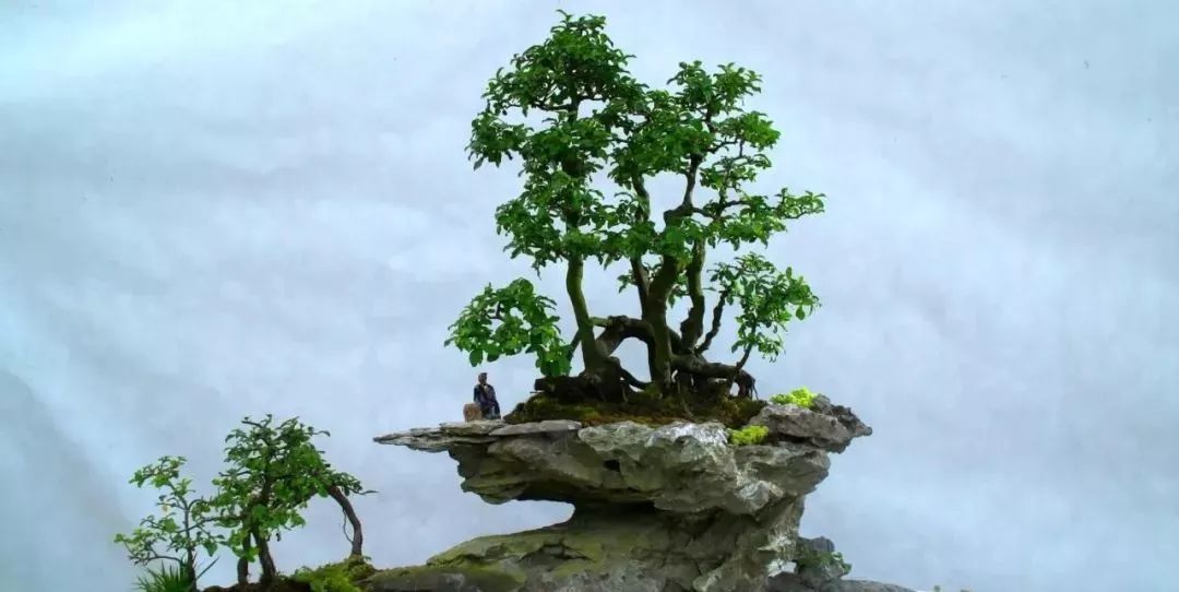 盆景赏石大会·微视频第三集│黔山秀水方寸间