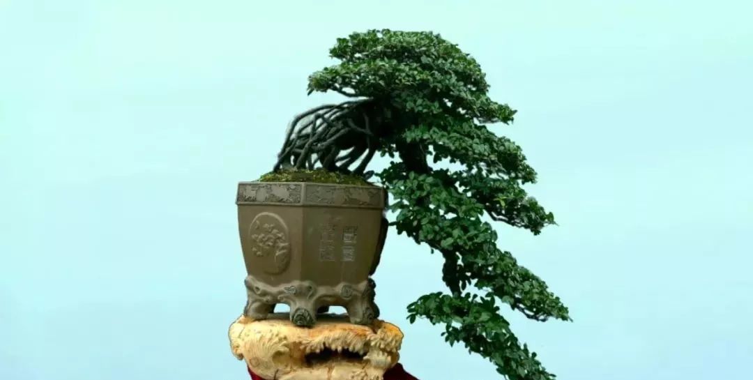 盆景赏石大会·微视频第三集│黔山秀水方寸间