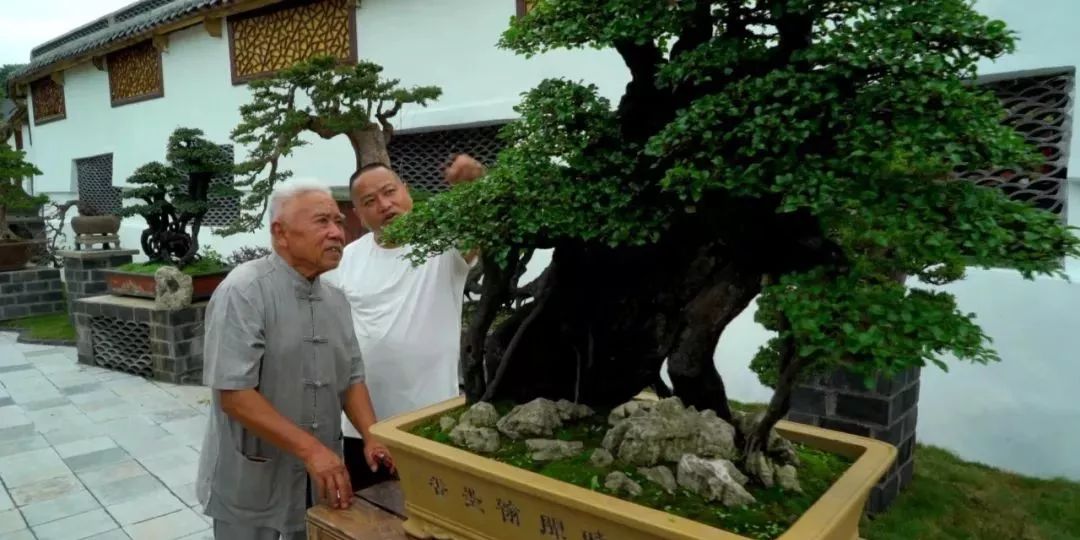 盆景赏石大会·微视频第三集│黔山秀水方寸间