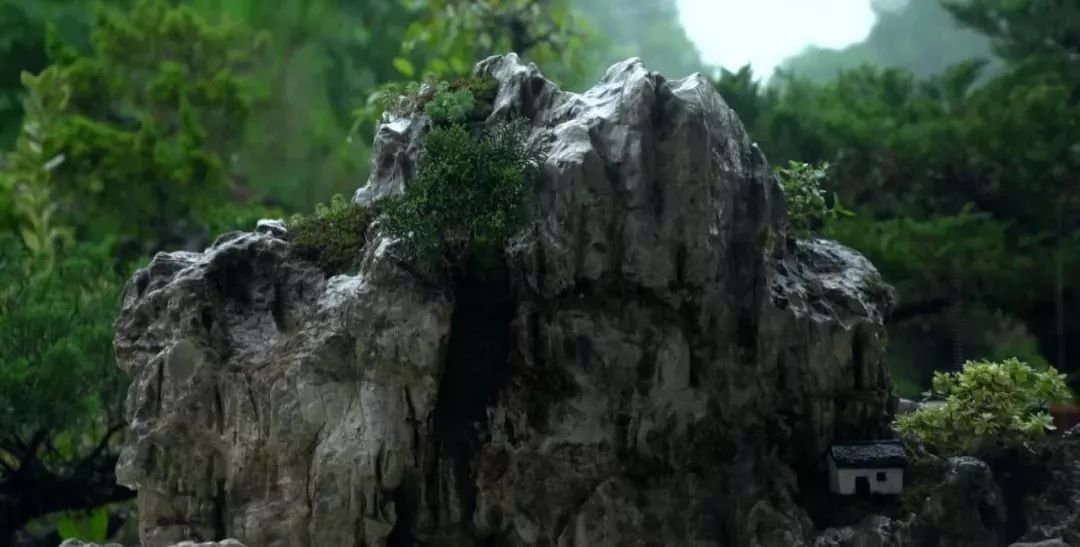 盆景赏石大会·微视频第三集│黔山秀水方寸间