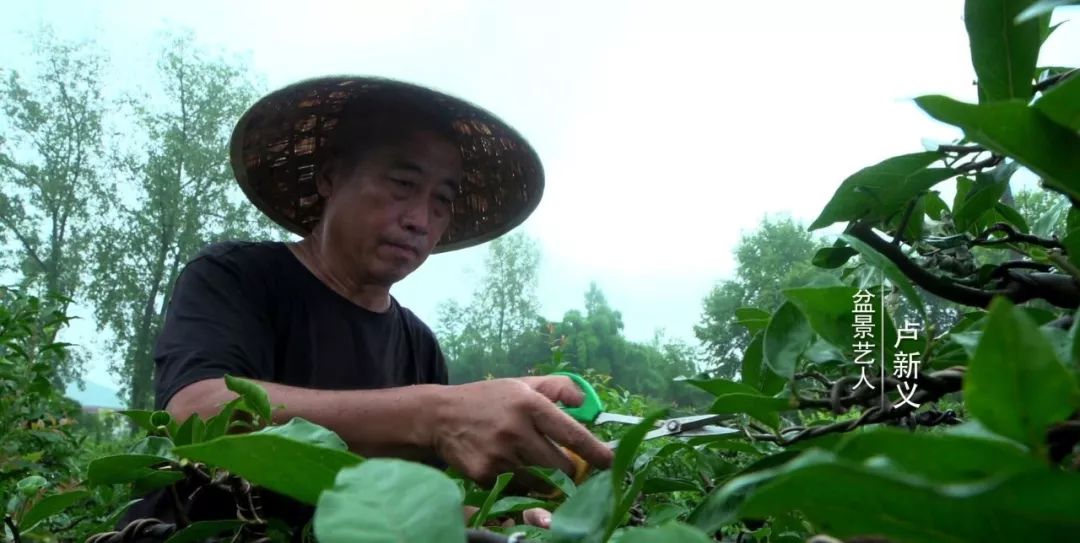 盆景赏石大会·微视频第三集│黔山秀水方寸间