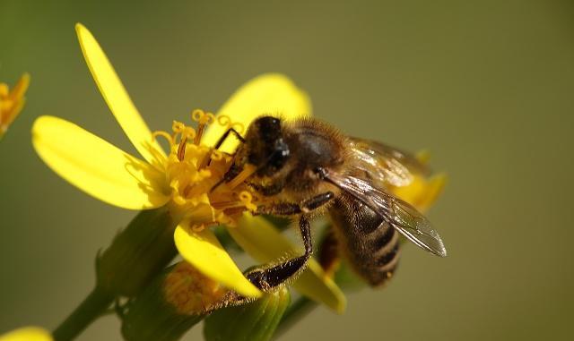 家里来了蜜蜂，想要收来养殖没有蜂箱怎么办？养蜂人4招解决