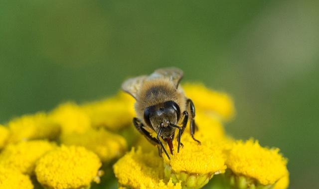 家里来了蜜蜂，想要收来养殖没有蜂箱怎么办？养蜂人4招解决