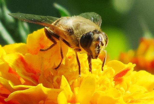 家里来了蜜蜂，想要收来养殖没有蜂箱怎么办？养蜂人4招解决