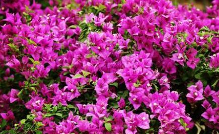 9月下旬,养护三角梅,掌握3技巧,枝头都是花,绚丽多姿!