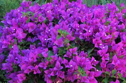 9月下旬,养护三角梅,掌握3技巧,枝头都是花,绚丽多姿!