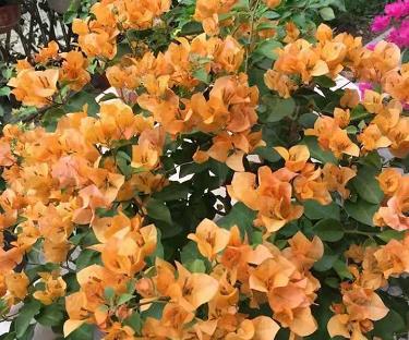 9月下旬,养护三角梅,掌握3技巧,枝头都是花,绚丽多姿!