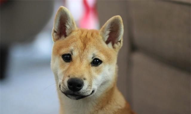 柴犬是一种综合素质比较高，各方面都很适合家庭饲养的犬种