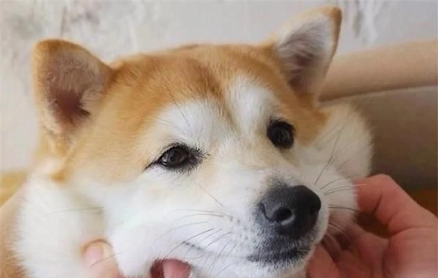 柴犬是一种综合素质比较高，各方面都很适合家庭饲养的犬种