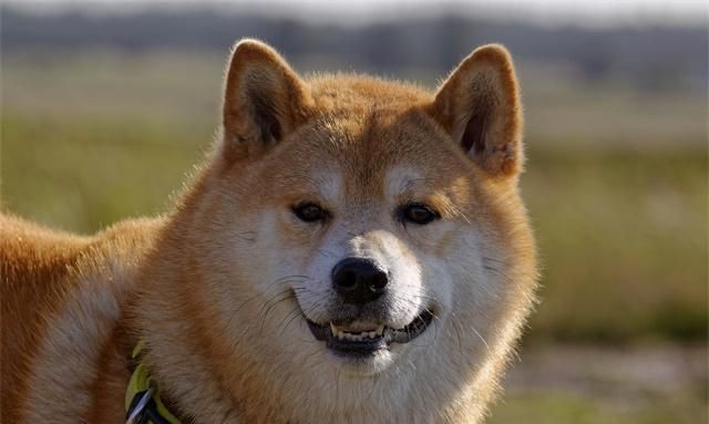 柴犬是一种综合素质比较高，各方面都很适合家庭饲养的犬种