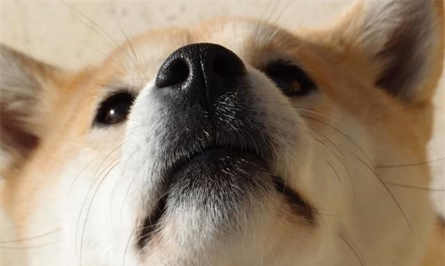 柴犬是一种综合素质比较高，各方面都很适合家庭饲养的犬种