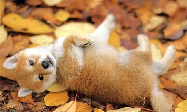 柴犬是一种综合素质比较高，各方面都很适合家庭饲养的犬种