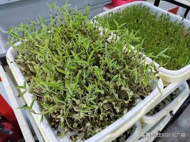 沈阳农产品“十大品牌”都有啥？想买的市民抓紧机会，23号最后一天