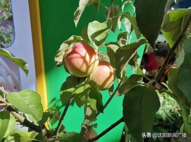 沈阳农产品“十大品牌”都有啥？想买的市民抓紧机会，23号最后一天