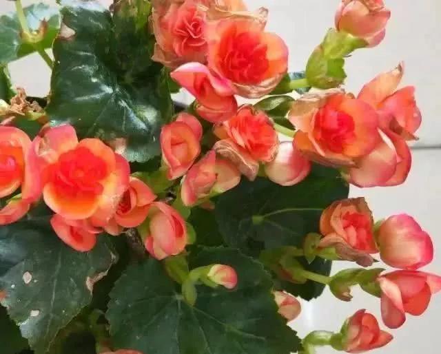 适合新手养的“6种”花卉，秋天养几盆，爆盆快，开花多