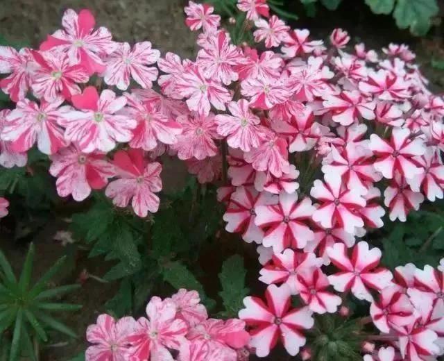 适合新手养的“6种”花卉，秋天养几盆，爆盆快，开花多
