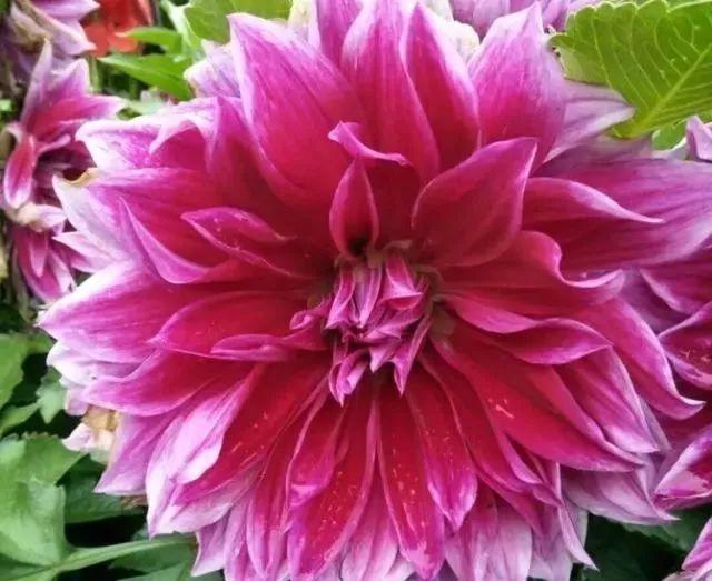 适合新手养的“6种”花卉，秋天养几盆，爆盆快，开花多