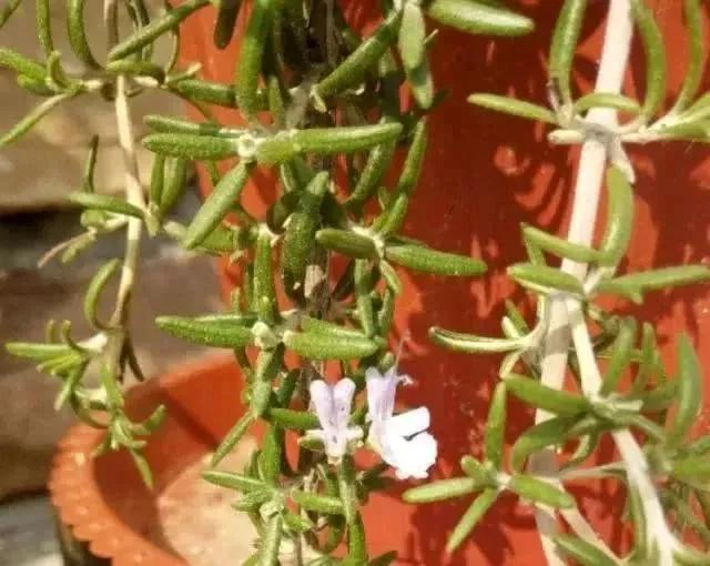 适合新手养的“6种”花卉，秋天养几盆，爆盆快，开花多