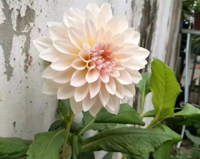 适合新手养的“6种”花卉，秋天养几盆，爆盆快，开花多