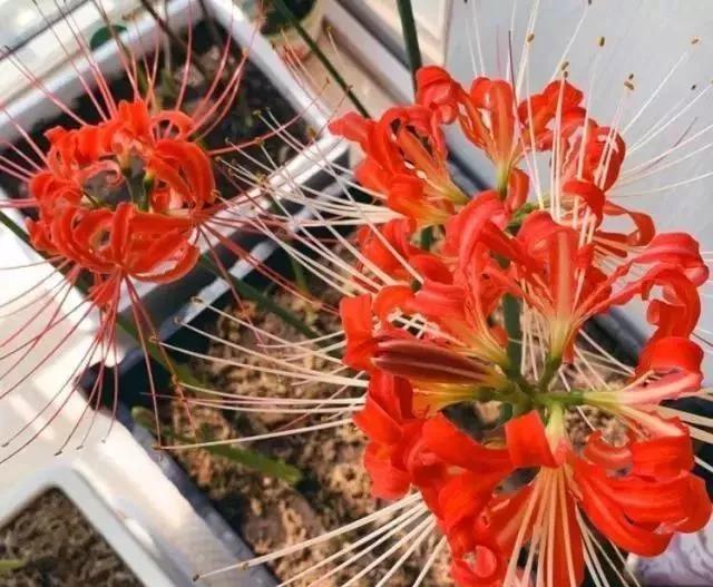 适合新手养的“6种”花卉，秋天养几盆，爆盆快，开花多
