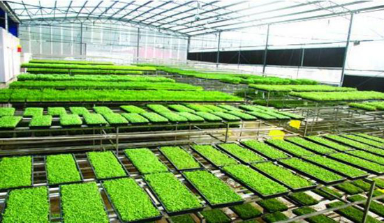 乡村振兴服务队牵线，大型现代设施蔬菜项目落户夏津