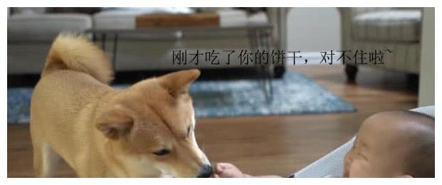 狗狗馋到咽口水,悄悄抢走小主人饼干,被主人发现后表情亮了
