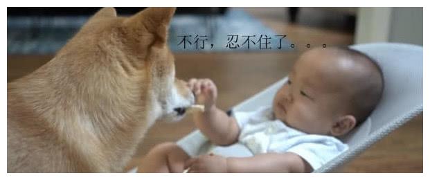 狗狗馋到咽口水,悄悄抢走小主人饼干,被主人发现后表情亮了