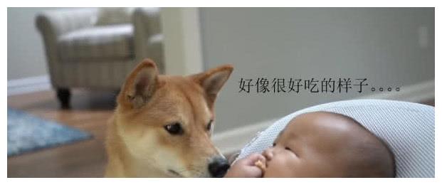 狗狗馋到咽口水,悄悄抢走小主人饼干,被主人发现后表情亮了