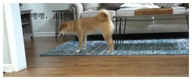 狗狗馋到咽口水,悄悄抢走小主人饼干,被主人发现后表情亮了