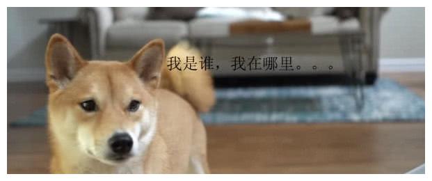 狗狗馋到咽口水,悄悄抢走小主人饼干,被主人发现后表情亮了