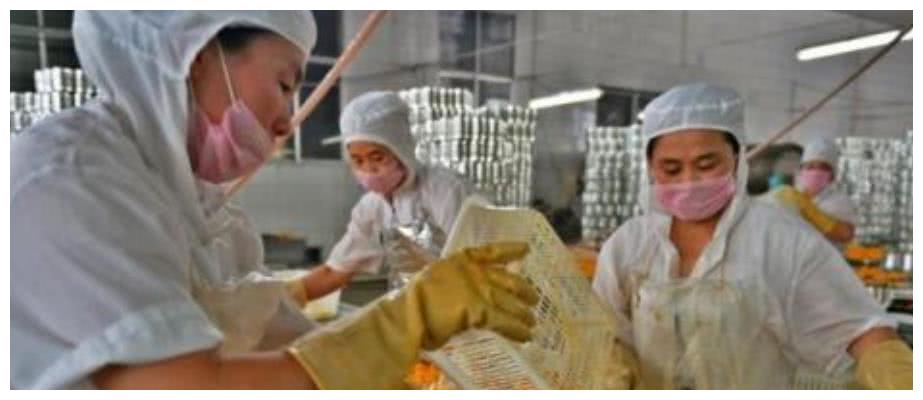 老果农替我解了惑，为啥黄桃多数被做成了罐头呢？同样都是桃子