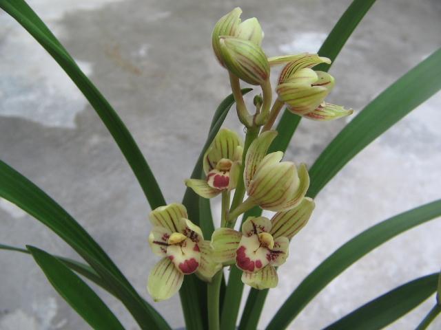 此兰叶姿清新典雅，花香浓郁香醇，一年开花5次，很适合家庭养护