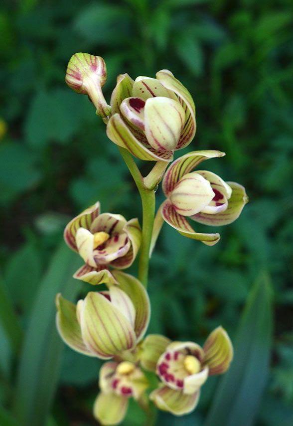 此兰叶姿清新典雅，花香浓郁香醇，一年开花5次，很适合家庭养护