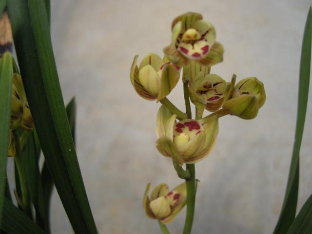 此兰叶姿清新典雅，花香浓郁香醇，一年开花5次，很适合家庭养护