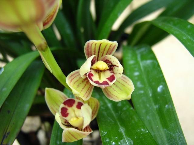 此兰叶姿清新典雅，花香浓郁香醇，一年开花5次，很适合家庭养护