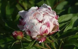 芍药入秋之后怎么养护?